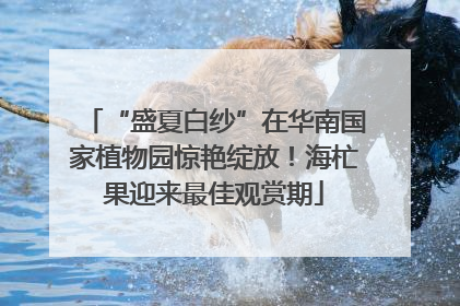 “盛夏白纱”在华南国家植物园惊艳绽放！海杧果迎来最佳观赏期