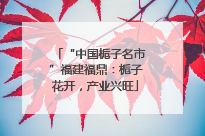 “中国栀子名市”福建福鼎：栀子花开，产业兴旺