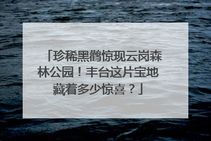 珍稀黑鹳惊现云岗森林公园！丰台这片宝地藏着多少惊喜？