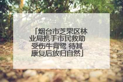 烟台市芝罘区林业局携手市民救助受伤牛背鹭 待其康复后放归自然