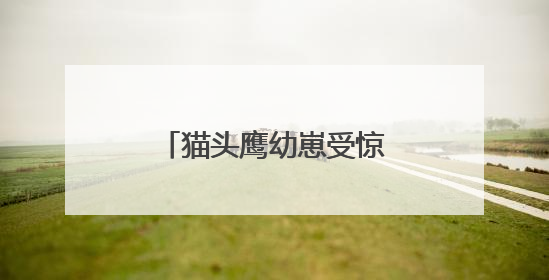 猫头鹰幼崽受惊拒食 民警“奶爸式”暖心投喂