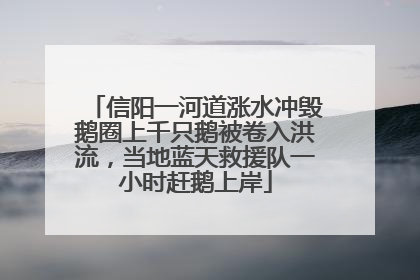 信阳一河道涨水冲毁鹅圈上千只鹅被卷入洪流，当地蓝天救援队一小时赶鹅上岸