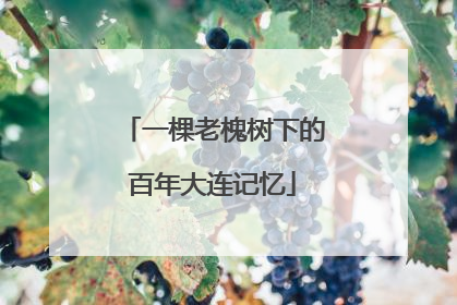 一棵老槐树下的百年大连记忆