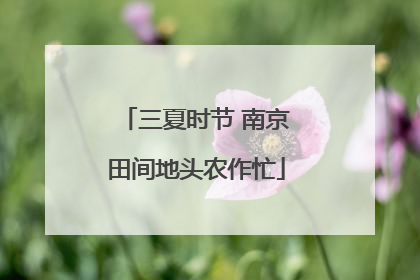 三夏时节 南京田间地头农作忙