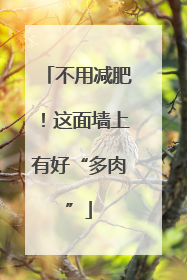 不用减肥！这面墙上有好“多肉”