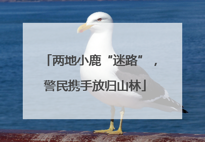 两地小鹿“迷路”，警民携手放归山林