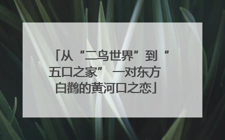 从“二鸟世界”到“五口之家” 一对东方白鹳的黄河口之恋