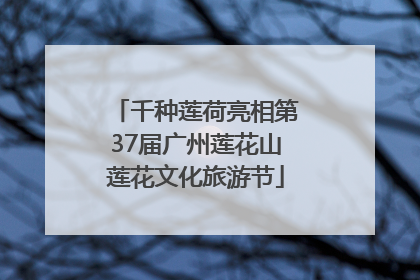 千种莲荷亮相第37届广州莲花山莲花文化旅游节