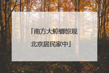 南方大蟑螂惊现北京居民家中