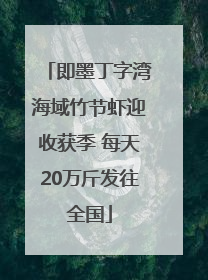 即墨丁字湾海域竹节虾迎收获季 每天20万斤发往全国