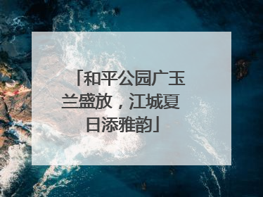 和平公园广玉兰盛放，江城夏日添雅韵