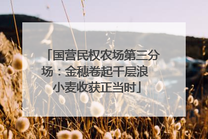 国营民权农场第三分场：金穗卷起千层浪 小麦收获正当时