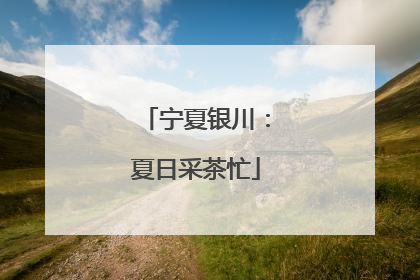 宁夏银川：夏日采茶忙