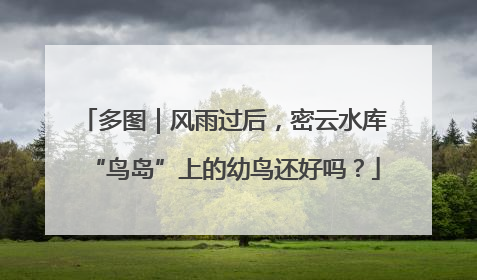 多图｜风雨过后，密云水库“鸟岛”上的幼鸟还好吗？