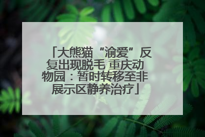 大熊猫“渝爱”反复出现脱毛 重庆动物园：暂时转移至非展示区静养治疗