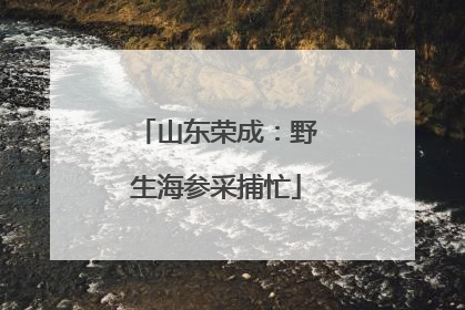 山东荣成：野生海参采捕忙