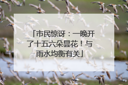 市民惊讶：一晚开了十五六朵昙花！与雨水均衡有关