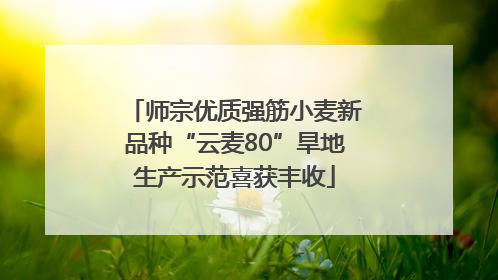 师宗优质强筋小麦新品种“云麦80”旱地生产示范喜获丰收