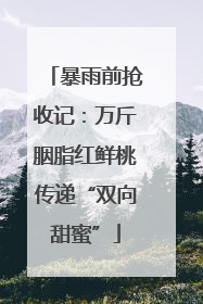 暴雨前抢收记：万斤胭脂红鲜桃传递“双向甜蜜”