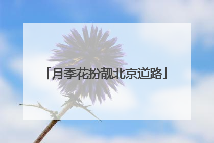 月季花扮靓北京道路