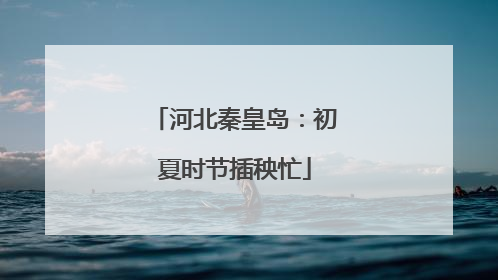 河北秦皇岛：初夏时节插秧忙
