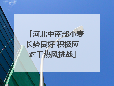 河北中南部小麦长势良好 积极应对干热风挑战