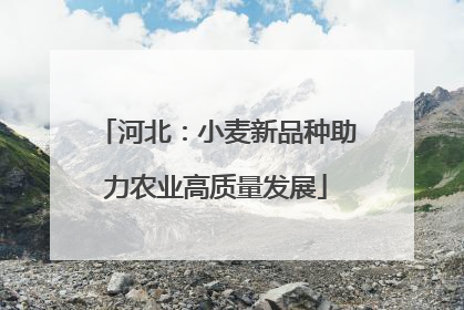 河北：小麦新品种助力农业高质量发展
