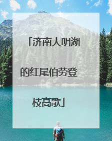 济南大明湖的红尾伯劳登枝高歌