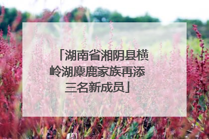 湖南省湘阴县横岭湖麋鹿家族再添三名新成员