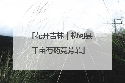 花开吉林｜柳河县千亩芍药竞芳菲