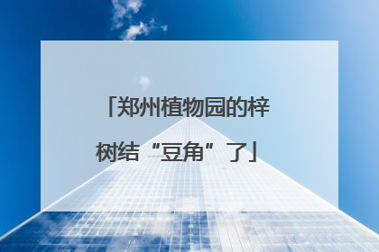 郑州植物园的梓树结“豆角”了