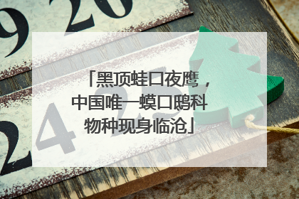 黑顶蛙口夜鹰，中国唯一蟆口鸱科物种现身临沧